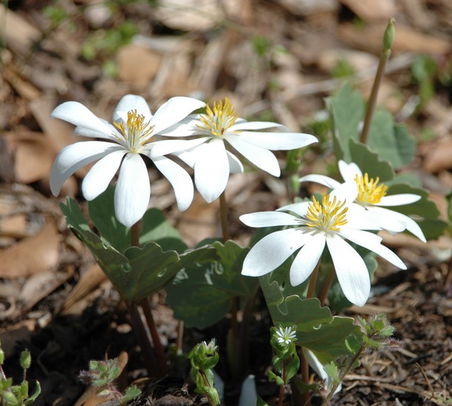 bloodroot