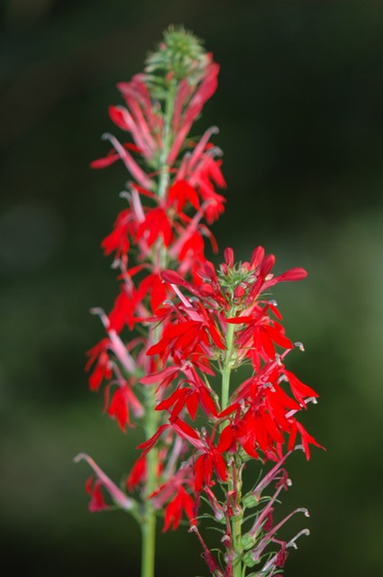 cardinal flower