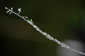 DSC 0100