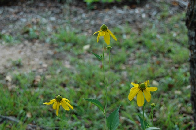 green-headedconeflower
