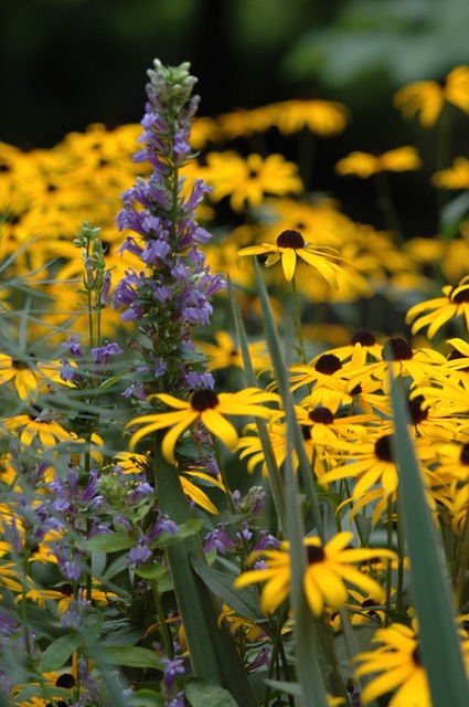 Lobelia siphilitica