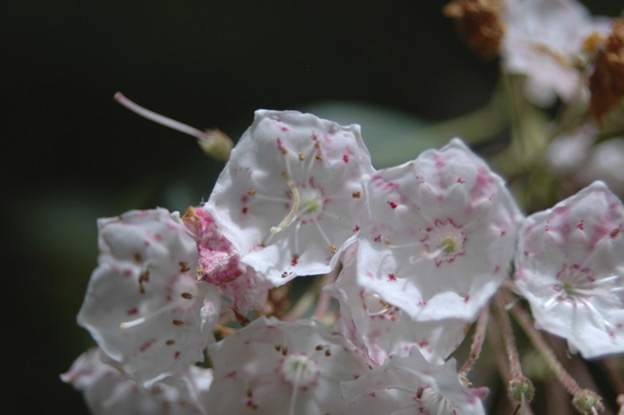 mountain laurel2