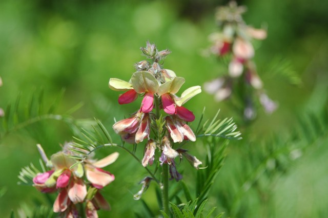 Tephrosia